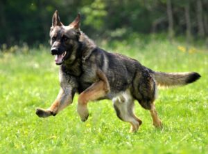 Pursuing Compensation for Your Damages I Dog Bite
