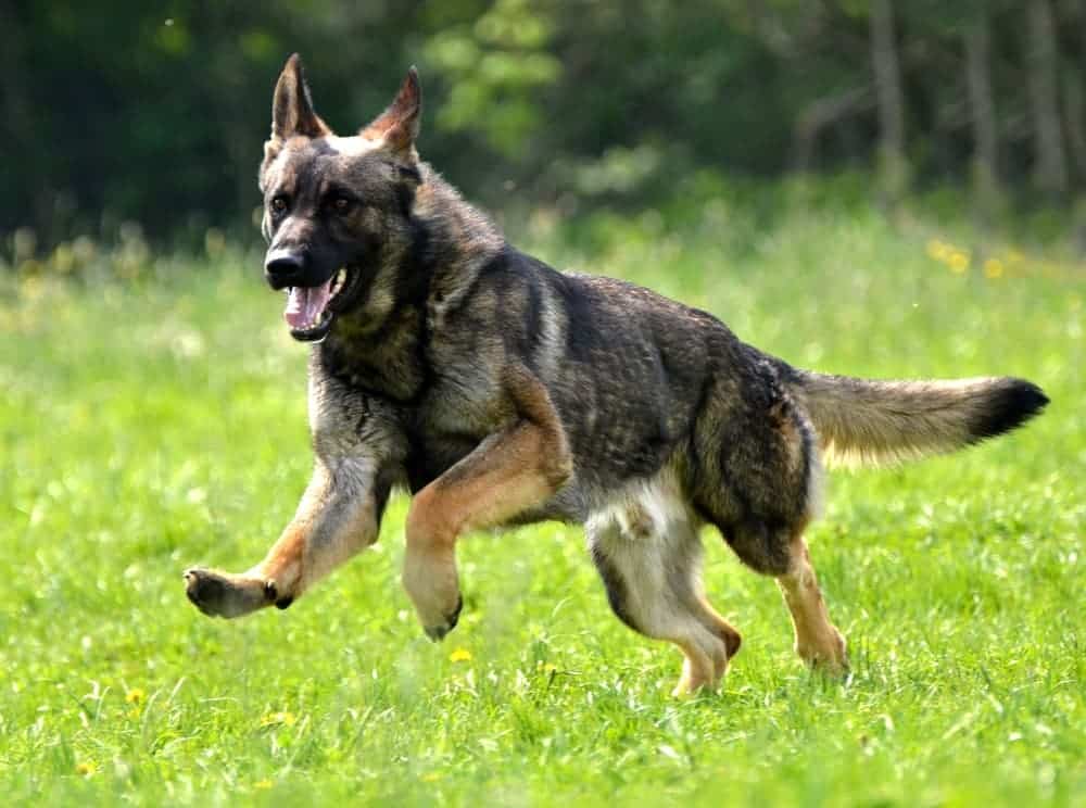 Pursuing Compensation for Your Damages I Dog Bite
