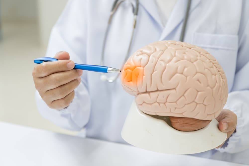 A neurologist points to a brain model, highlighting lesions and anatomy for medical study and diagnosis.